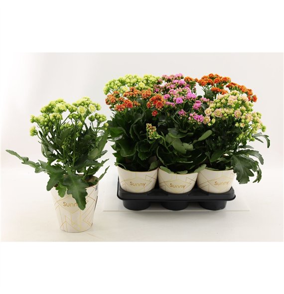 Kalanhoja Sunny mix in tray1 pp 40cm 14cm Q3682