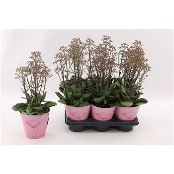 Kalanhoja other Wild Flowers Surprising Canyon Canyon1 pp 40cm 14cm Q3683