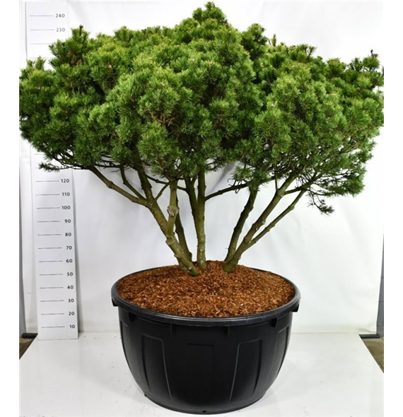 Pinus mugo 'Mops' F00006309
