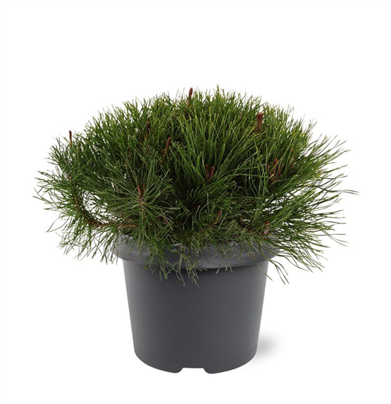 Pinus mugo 'Mughus' F00007947