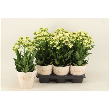 Kalanhoja sunny white Sunny Whitepp 40cm 14cm Q3717