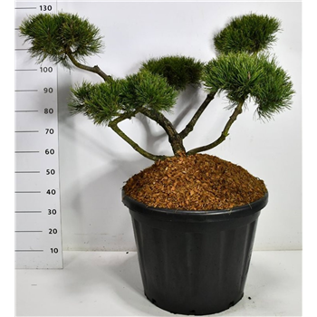 Pinus mugo 'Mughus' F00006628