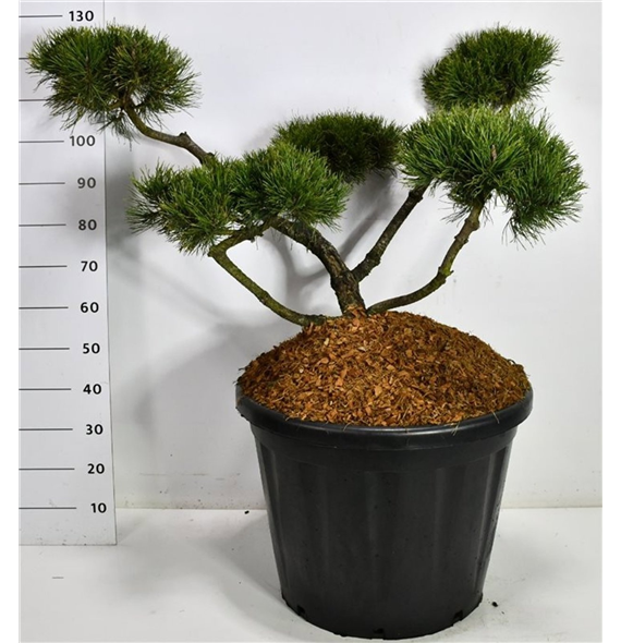 Pinus mugo 'Mughus' F00006628