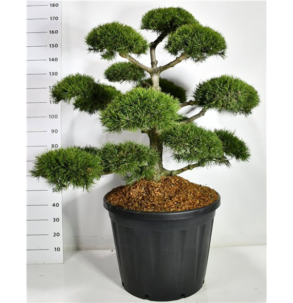 Pinus mugo 'Mughus' F00006629