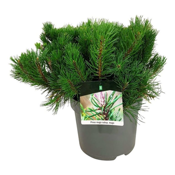 Pinus mugo 'Mugo' F00007465