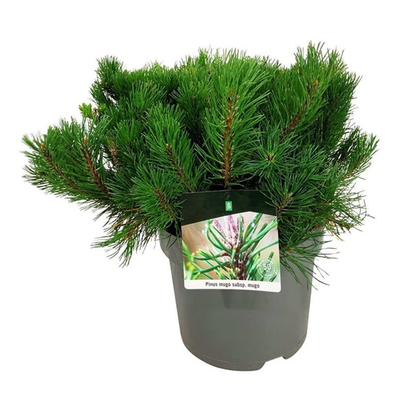 Pinus mugo 'Mugo' F00007465