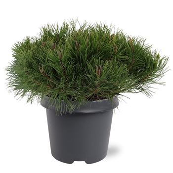 Pinus mugo 'Mugo' F00007948
