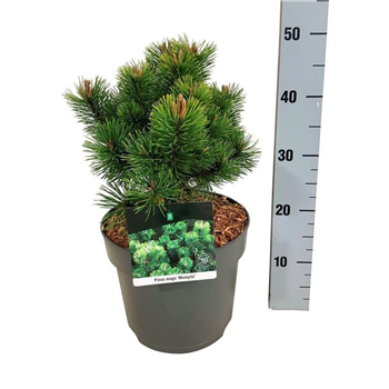 Pinus mugo 'Mumpitz' F00006931