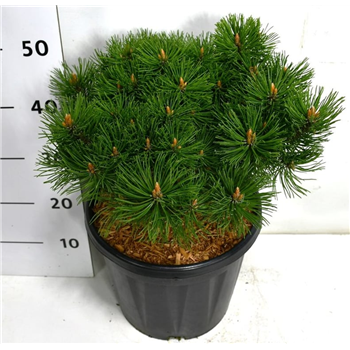 Pinus mugo 'Mumpitz' F00005934