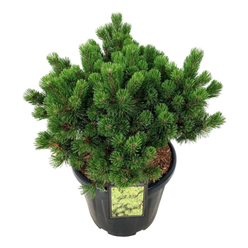 Pinus mugo 'Mumpitz' F00006990
