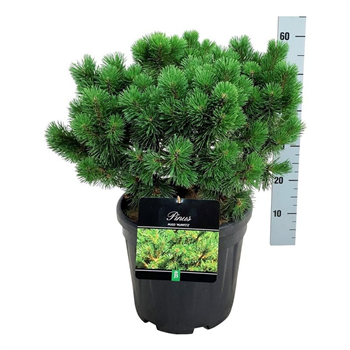 Pinus mugo 'Mumpitz' F00006976