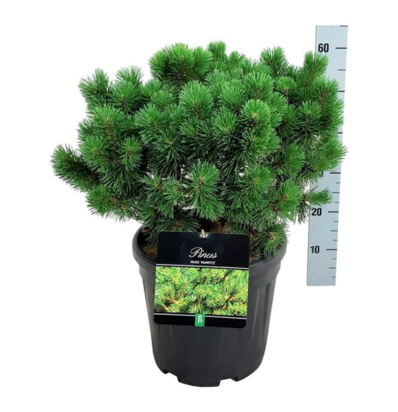 Pinus mugo 'Mumpitz' F00006976
