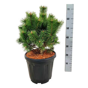 Pinus mugo 'Mumpitz' F00006938