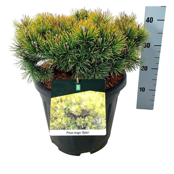 Pinus mugo 'Ophir' F00006956
