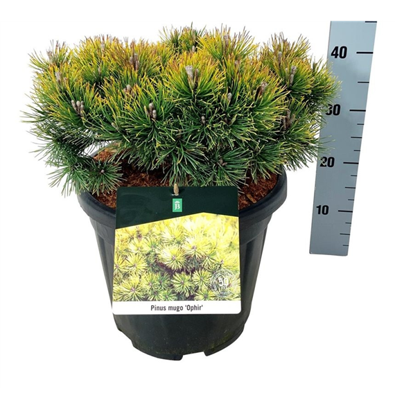 Pinus mugo 'Ophir' F00006956
