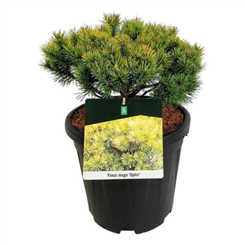 Pinus mugo 'Ophir' F00006950