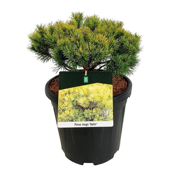 Pinus mugo 'Ophir' F00006950