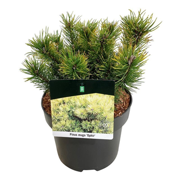 Pinus mugo 'Ophir' F00005680