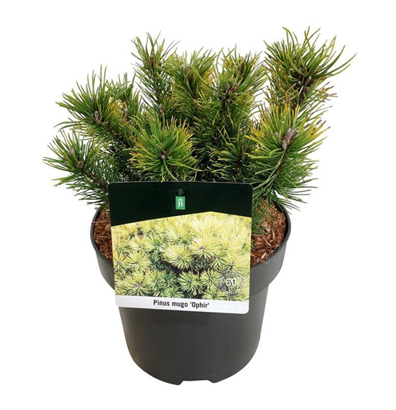 Pinus mugo 'Ophir' F00005680