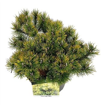 Pinus mugo 'Ophir' F00006905