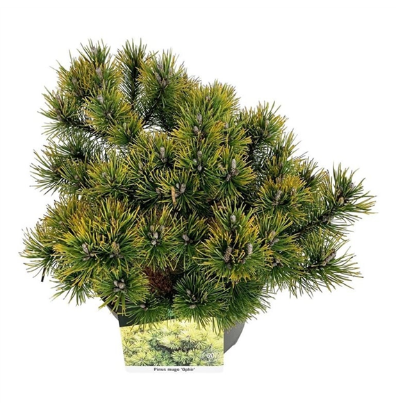 Pinus mugo 'Ophir' F00006905