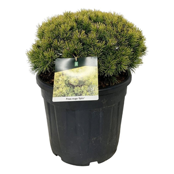 Pinus mugo 'Ophir' F00007423