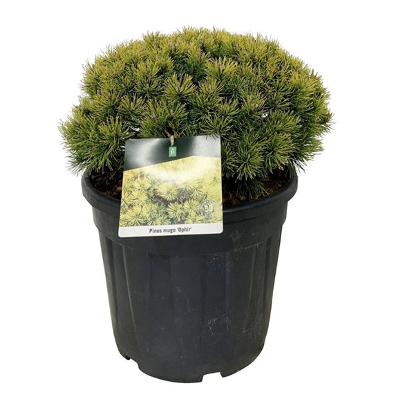 Pinus mugo 'Ophir' F00007423
