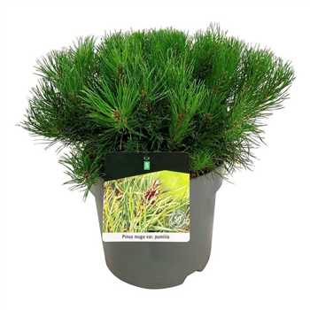 Pinus mugo 'Pumilio' F00007464