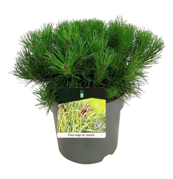 Pinus mugo 'Pumilio' F00007464