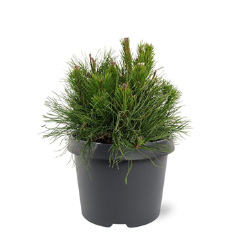 Pinus mugo 'Pumilio' F00007949