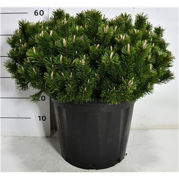 Pinus mugo 'Pumuckel' F00007538