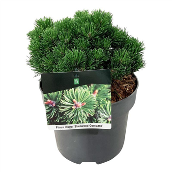 Pinus mugo 'Sherwood Compact' F00007340