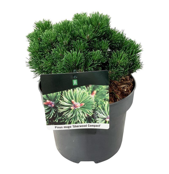 Pinus mugo 'Sherwood Compact' F00007340