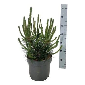 Pinus mugo 'Uncinata' F00007967