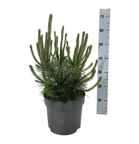 Pinus mugo 'Uncinata' F00007967