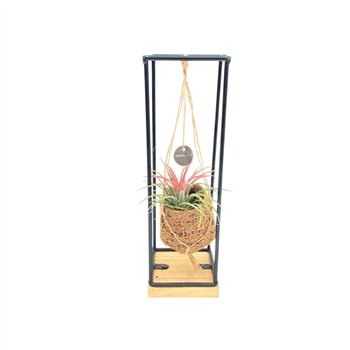 Tillandsia mix Kokodama Birdnest 7 cm Industrial Hanging 1 pp 30cm 7cm Q3832