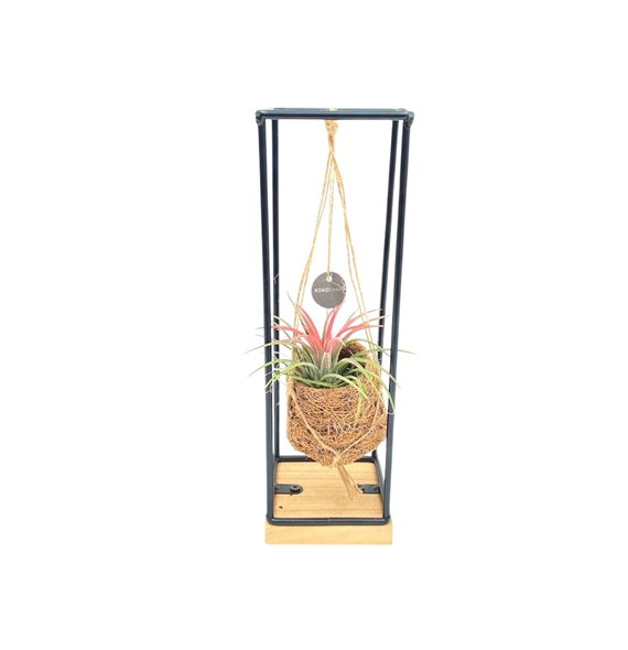 Tillandsia mix Kokodama Birdnest 7 cm Industrial Hanging 1 pp 30cm 7cm Q3832