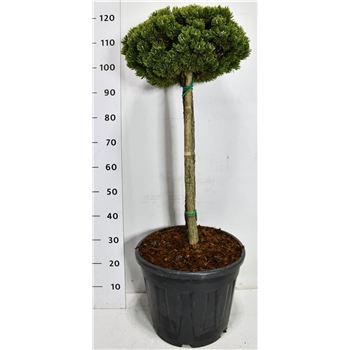 Pinus mugo 'Sherwood Compact' F00006649
