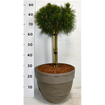 Pinus mugo 'Varella' F00006300