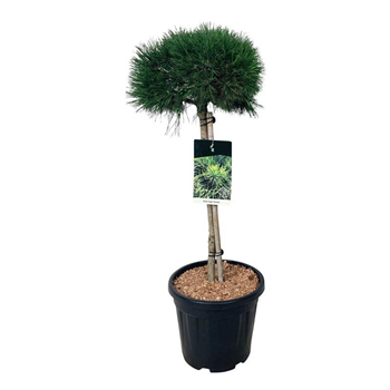 Pinus mugo 'Varella' F00008188
