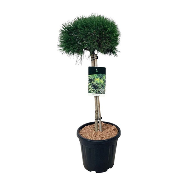 Pinus mugo 'Varella' F00008188