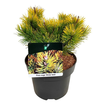 Pinus mugo 'Winter Gold' F00005543