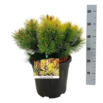 Pinus mugo 'Winter Gold' F00005544