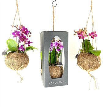 Orhideja Phalaenopsis mini Kokodama 12 cm Gift Package Orchid 2 stems 1 fl  plnt 28cm 12cm Q3859