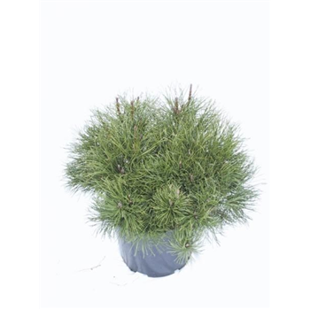 Pinus mugo mughus F00005415