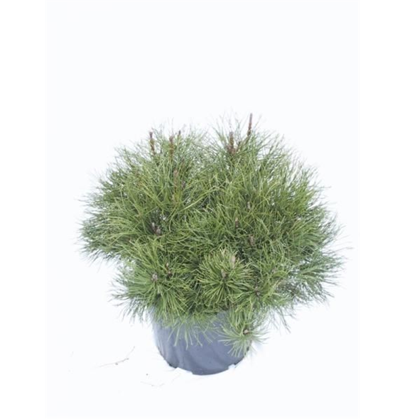 Pinus mugo mughus F00005415