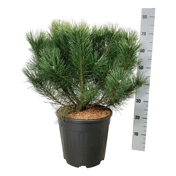 Pinus mugo 'uncinata' F00007409