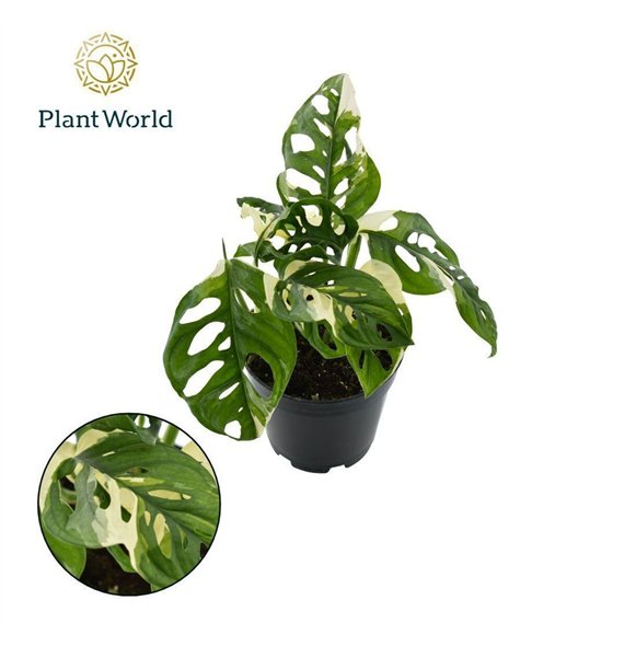 Monstera obiqua monkey Japanese Tricolour 2 pp 25cm 14cm Q3886