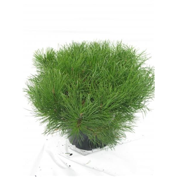 Pinus mugo mughus F00005413