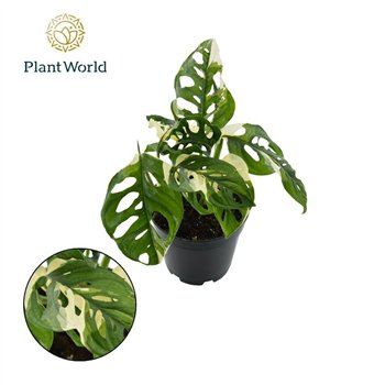 Monstera obiqua monkey Japanese Tricolour 2 pp 25cm 14cm Q3906